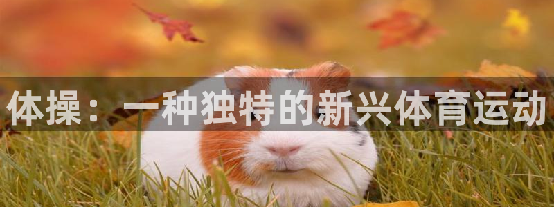 betway西汉姆联官网